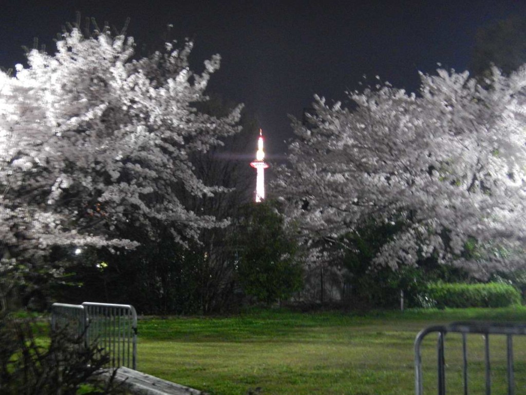 京都タワーと桜