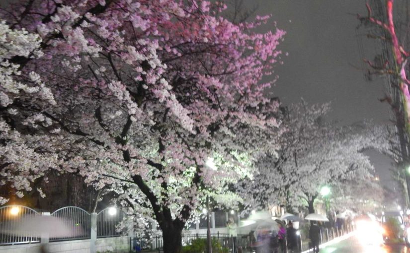 木屋町の桜3