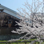 大倉記念館と桜
