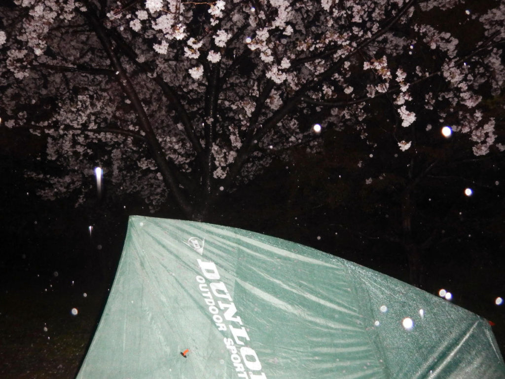桜の下のテントと雨